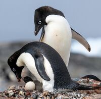 без име ( ID=2576596 ); Коментари:14