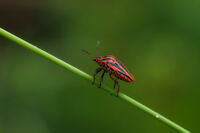 Graphosoma Lineatum; Коментари:6