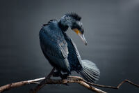 Great Cormorant; Коментари:10