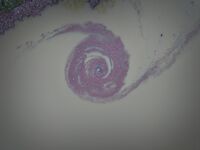 Водовъртеж; comments:2