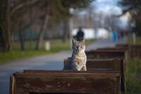 На острова; comments:1