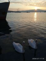 Лебедово море; Коментари:4