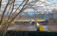 Пейзаж с котка; Коментари:1