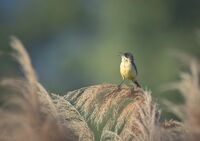 без име ( ID=2576670 ); Коментари:13