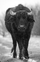 без име ( ID=2576680 ); Коментари:3