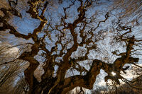 без име ( ID=2576718 ); Коментари:2