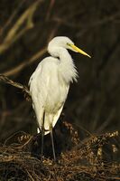 Голяма бяла чапла; Коментари:2