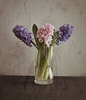 без име ( ID=2576722 ); Коментари:12