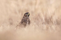 Мишелов; comments:3