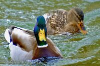 no name ( ID=2576724 ); comments:1