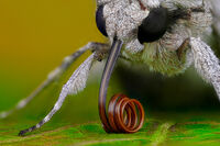 без име ( ID=2576739 ); Коментари:8