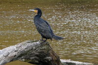 Зеленият поглед!; comments:3