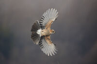 Сойка; Коментари:9