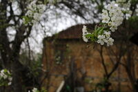 Носталгия по пролетта; Коментари:3