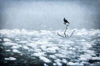 no name ( ID=2576808 ); comments:2