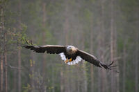 Морски орел; comments:2