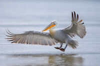 без име ( ID=2576849 ); Коментари:12