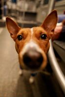 Любопитко; Няма коментари