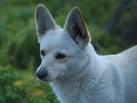 Комшийката е кучка; Коментари:3