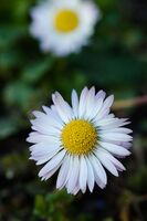 Паричка; Коментари:4