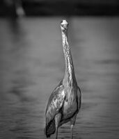 Любопитна сива чапла; Коментари:2