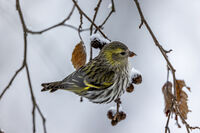 no name ( ID=2576907 ); comments:3