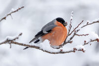 без име ( ID=2576908 ); Коментари:5