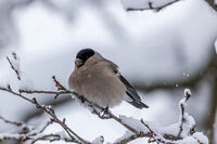 без име ( ID=2576909 ); Няма коментари