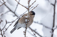 no name ( ID=2576912 ); comments:1