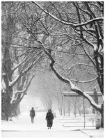 без име ( ID=2576922 ); Коментари:5