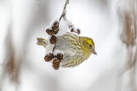 no name ( ID=2576930 ); comments:2