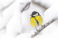 no name ( ID=2576932 ); comments:7