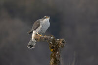 Голям ястреб; comments:1