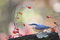 no name ( ID=2576936 ); comments:1