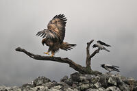 no name ( ID=2576937 ); comments:1