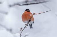 no name ( ID=2576942 ); comments:2