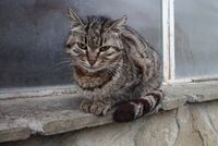 Котка №112; comments:3