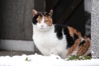 Котка №114; comments:3