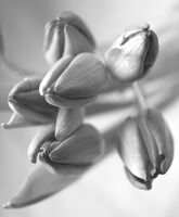 без име ( ID=2576968 ); Коментари:5