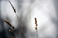 без име ( ID=2576991 ); Няма коментари