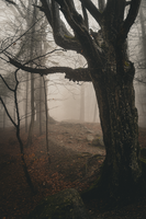 без име ( ID=2577005 ); Коментари:2