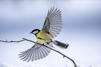 no name ( ID=2577014 ); comments:7