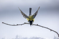 no name ( ID=2577017 ); comments:5