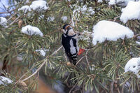 no name ( ID=2577018 ); comments:4