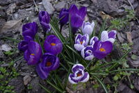 ///; Коментари:4