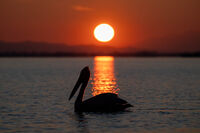 Златен изгрев; comments:1