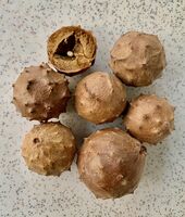 шикалки; No comments