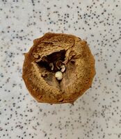 шикалка разрез; No comments