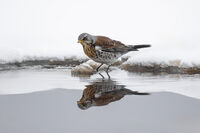 Хвойнов дрозд пред огледалото; comments:2