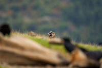 Черен Лешояд; comments:1